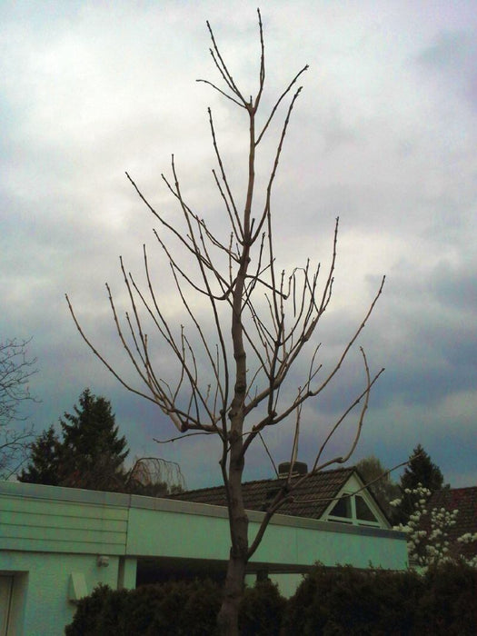 catalpa-bignonioides