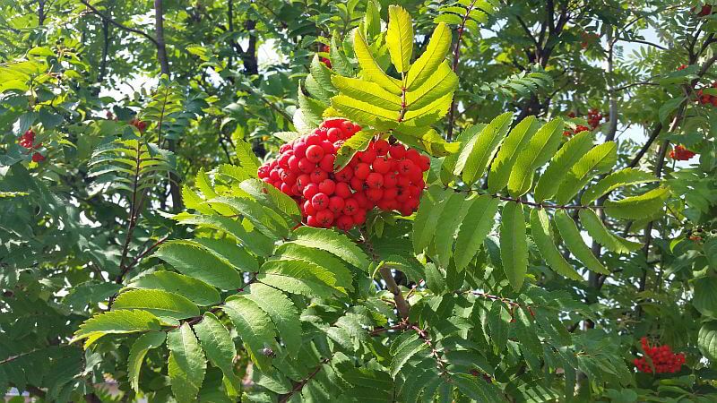 eberesche-mit-vogelbeeren