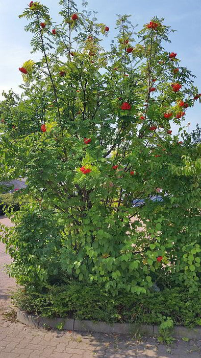 eberesche-vogelbeerfrucht