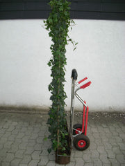 Efeu Fertighecken Seitenansicht