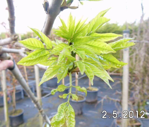 fraxinus-ornus-blatt