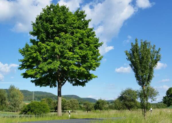 catalpa-bungei-kugelbaeume