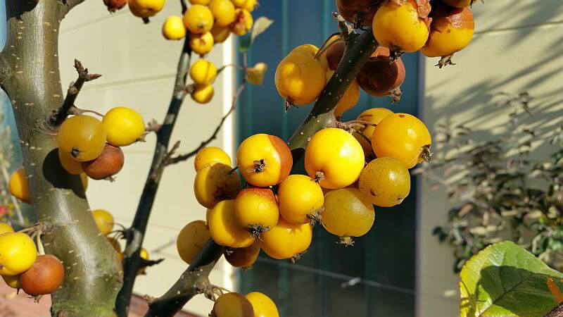 gelber-zierapfel-fruechte