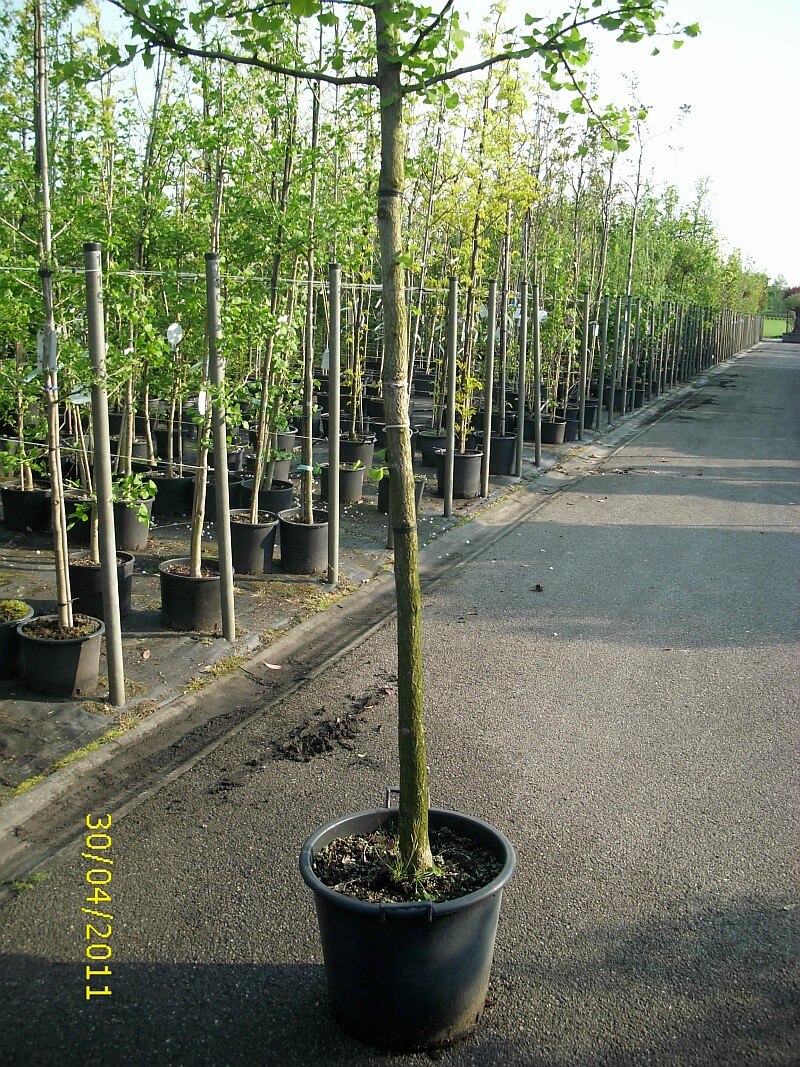 ginkgo-biloba-hochstamm-StU-12-14cm