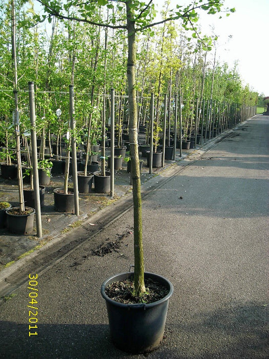 ginkgo-biloba-hochstamm-StU-12-14cm