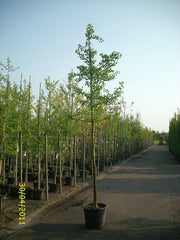 ginkgo-biloba-hochstamm-StU-12-14cm