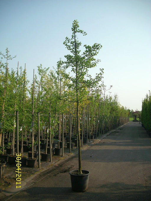 ginkgo-biloba-hochstamm-StU-12-14cm