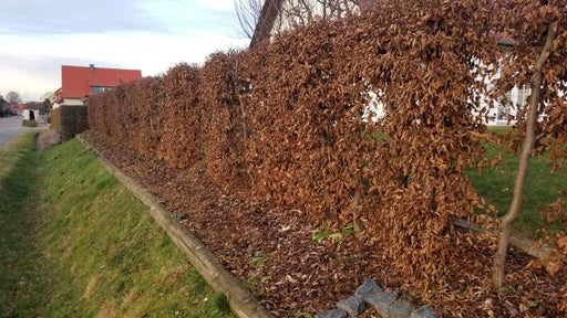 hainbuchenhecke-winter