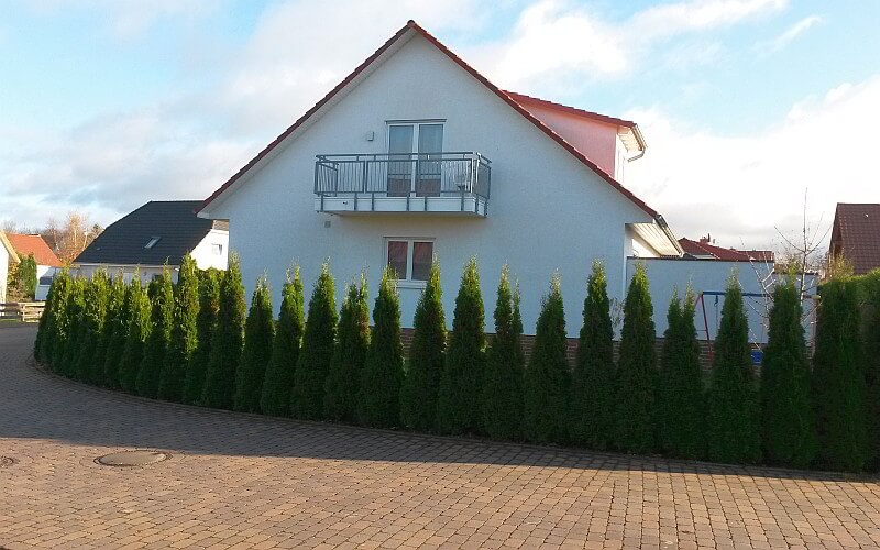 Lebensbaum Smaragd — Baumschule-Pflanzen.de