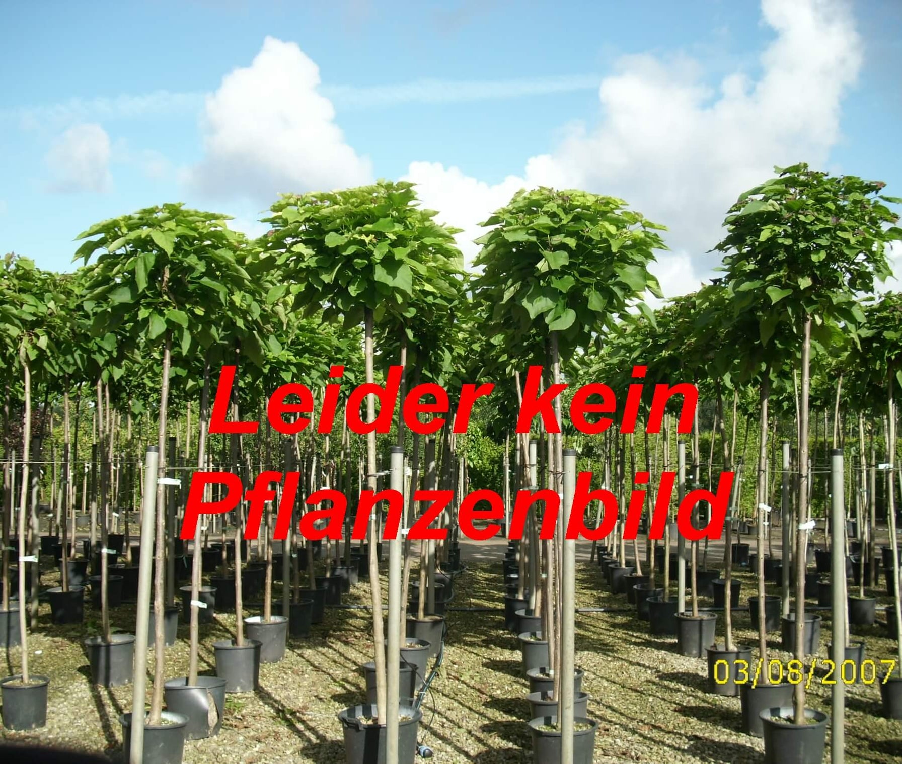 lindenb-ume-baumschule-pflanzen-de