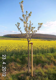 kirschbaum-hochstamm