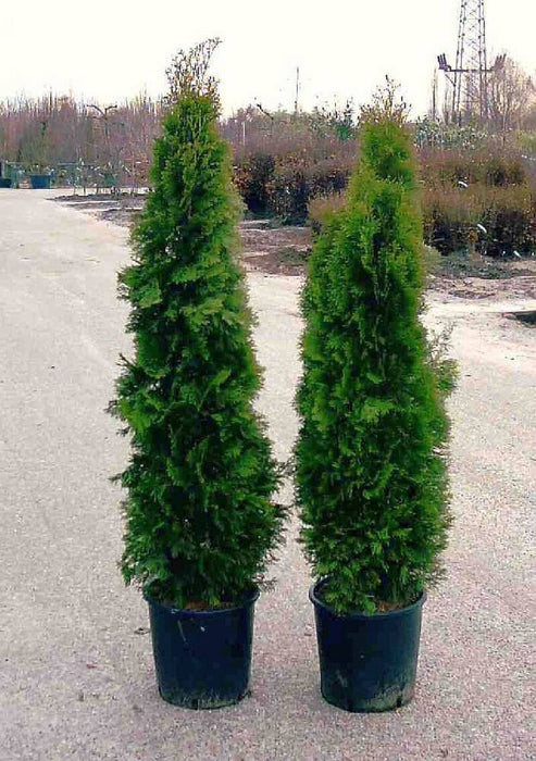 lebensbaum-thuja-occidentalis-holmstrup