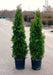 lebensbaum-thuja-occidentalis-holmstrup