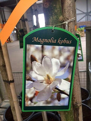 magnolie-kobus-bluete