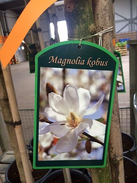 magnolie-kobus-bluete