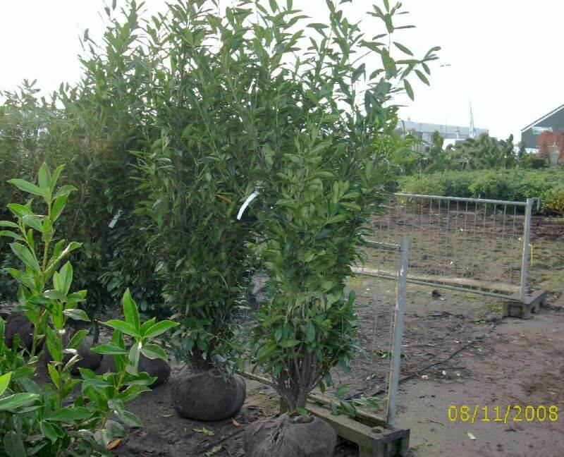 prunus_caucasica_ballen