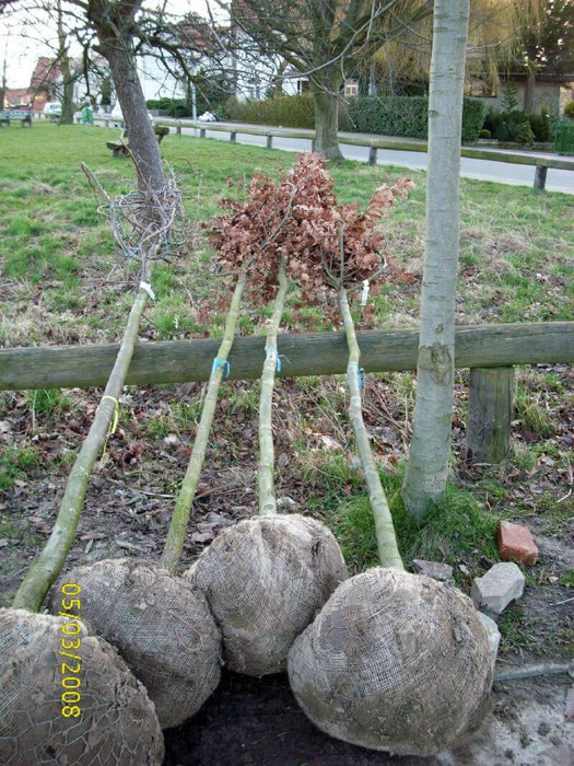 quercus-robur-hochstammbaum-12-14cm