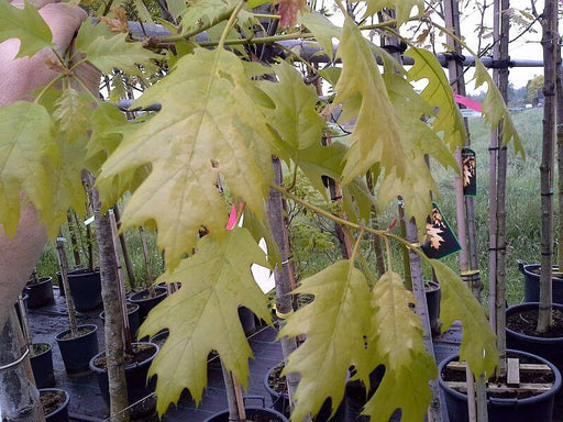 quercus-rubra-blatt