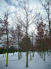 quercus-rubra-hochstamm