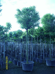 robinia-pseudoacacia-umbraculifera
