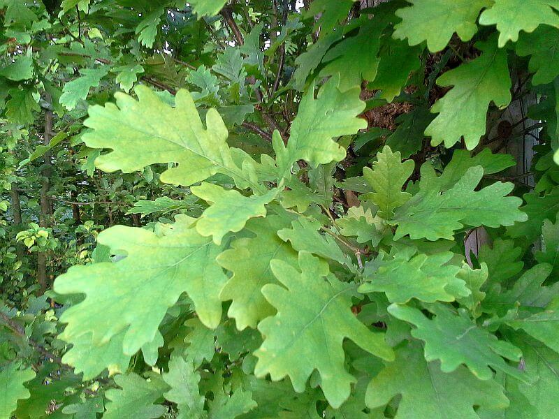 saeuleneiche-blatt