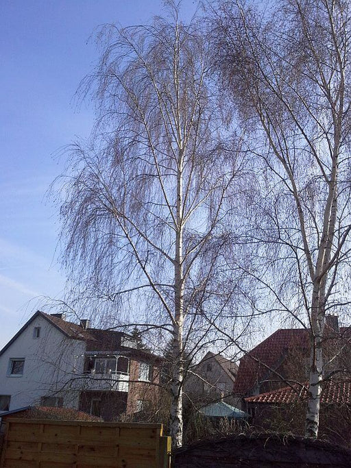 sandbirke-betula-pendula