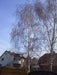 sandbirke-betula-pendula