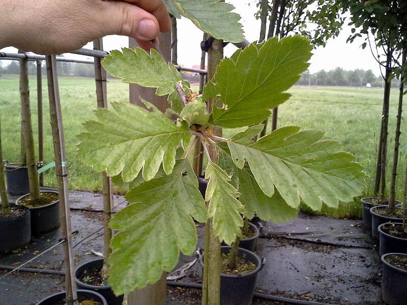 sorbus-intermedia-blatt