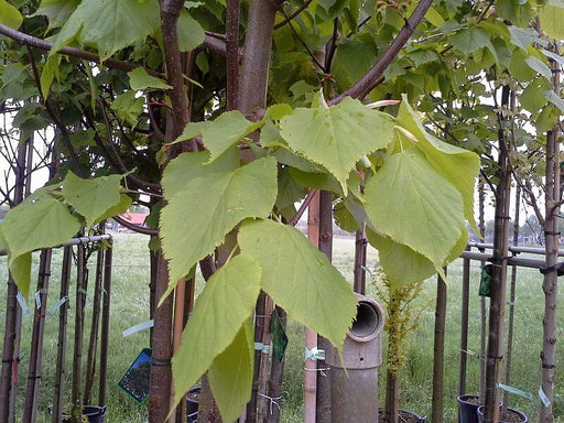 stadtlinde-greenspire-blatt