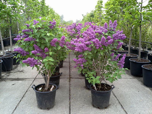 syringa-vulgaris-ludwig-spaeth-container