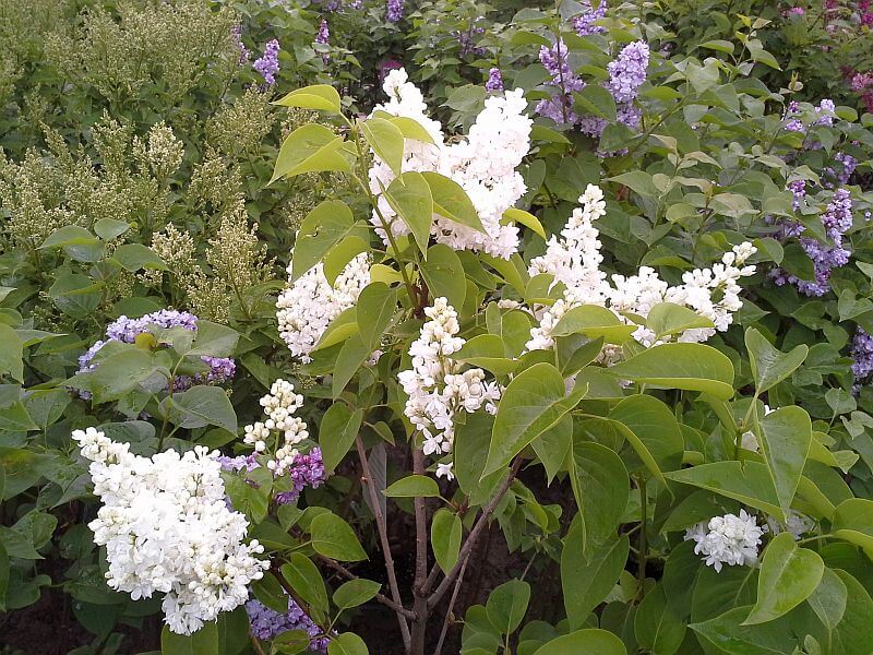 syringa-vulgaris-mme-lemoine-bluete