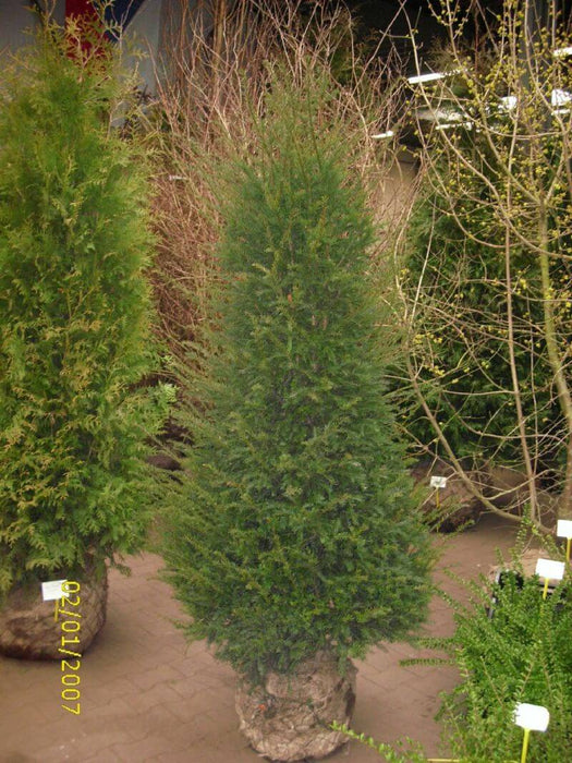 taxus-baccata-200-225cm