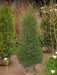 taxus-baccata-200-225cm