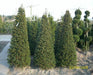 taxus-baccata-eiben-pyramiden-175cm