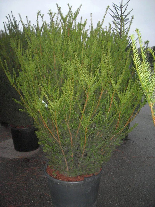 taxus-media-hicksii-solitaer