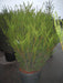 taxus-media-hicksii-solitaer