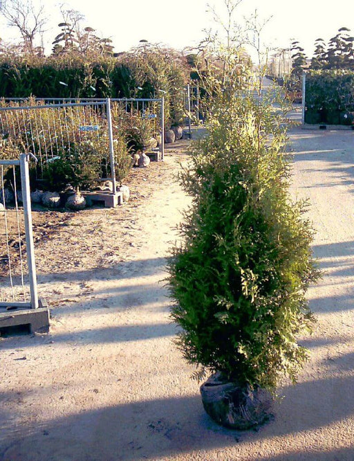 thuja-brabant-125-150cm