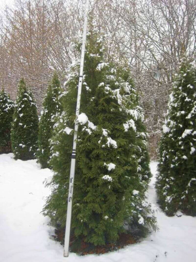 thuja-brabant-250cm