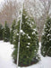 thuja-brabant-250cm