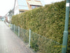 thuja-brabant-hecke