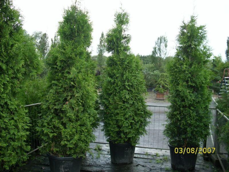 thuja-occidentalis-brabant-225cm