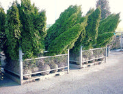 thuja-occidentalis-smaragd-250cm