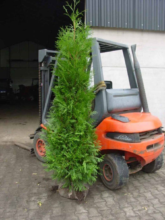 thuja-plicata-excelsa