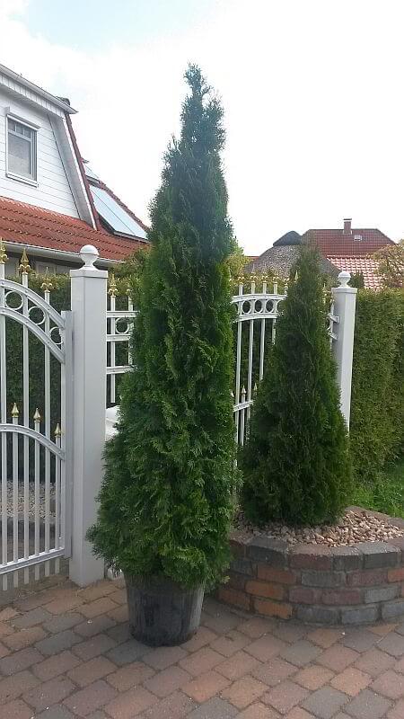 thuja-smaragd-225cm-containerware