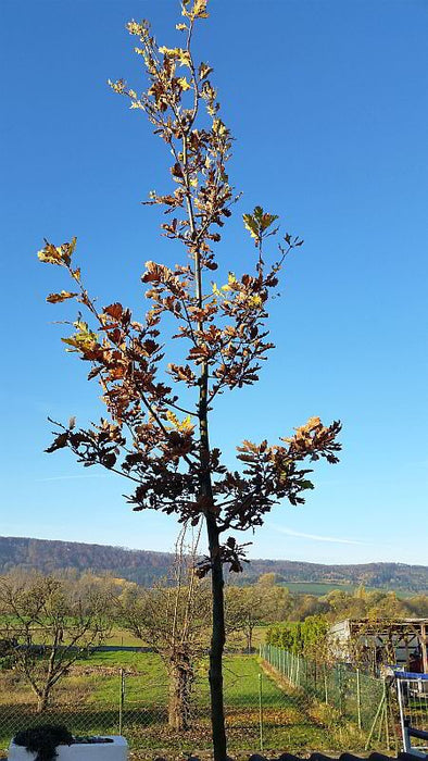 traubeneiche-hochstamm