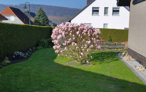 tulpenmagnolie-soulangiana-strauch