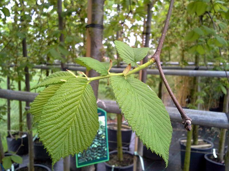 ulmus-camperdownii-blatt