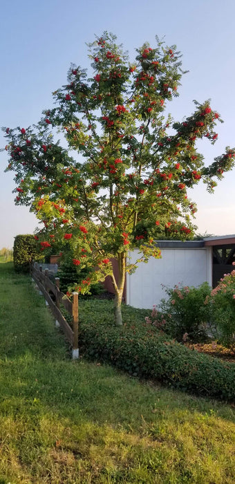 Vogelbeere Hausbaum