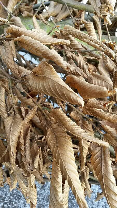 weissbuche-herbstlaub