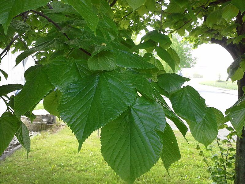 winterlinde-blatt